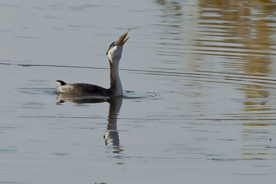 Svasso pescatore(serie)